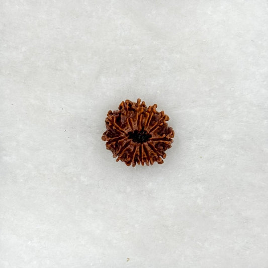 Twelve Faced Rudraksh