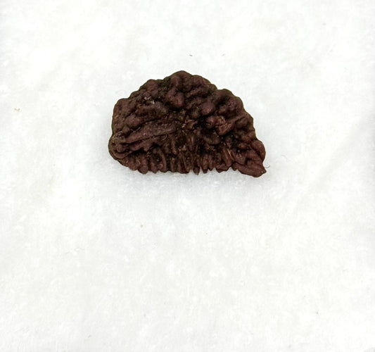 One Faced Indian Rudraksh