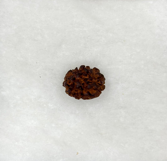 3 Faced Rudraksh
