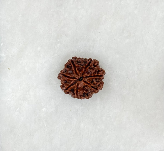 Seven Faced Rudraksh