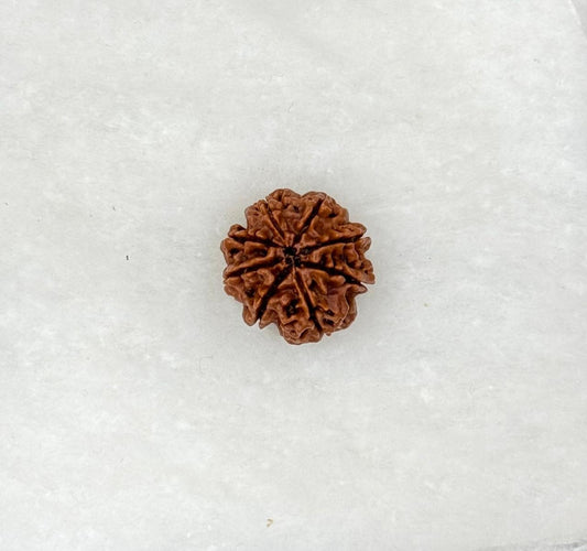Eight Faced Rudraksh
