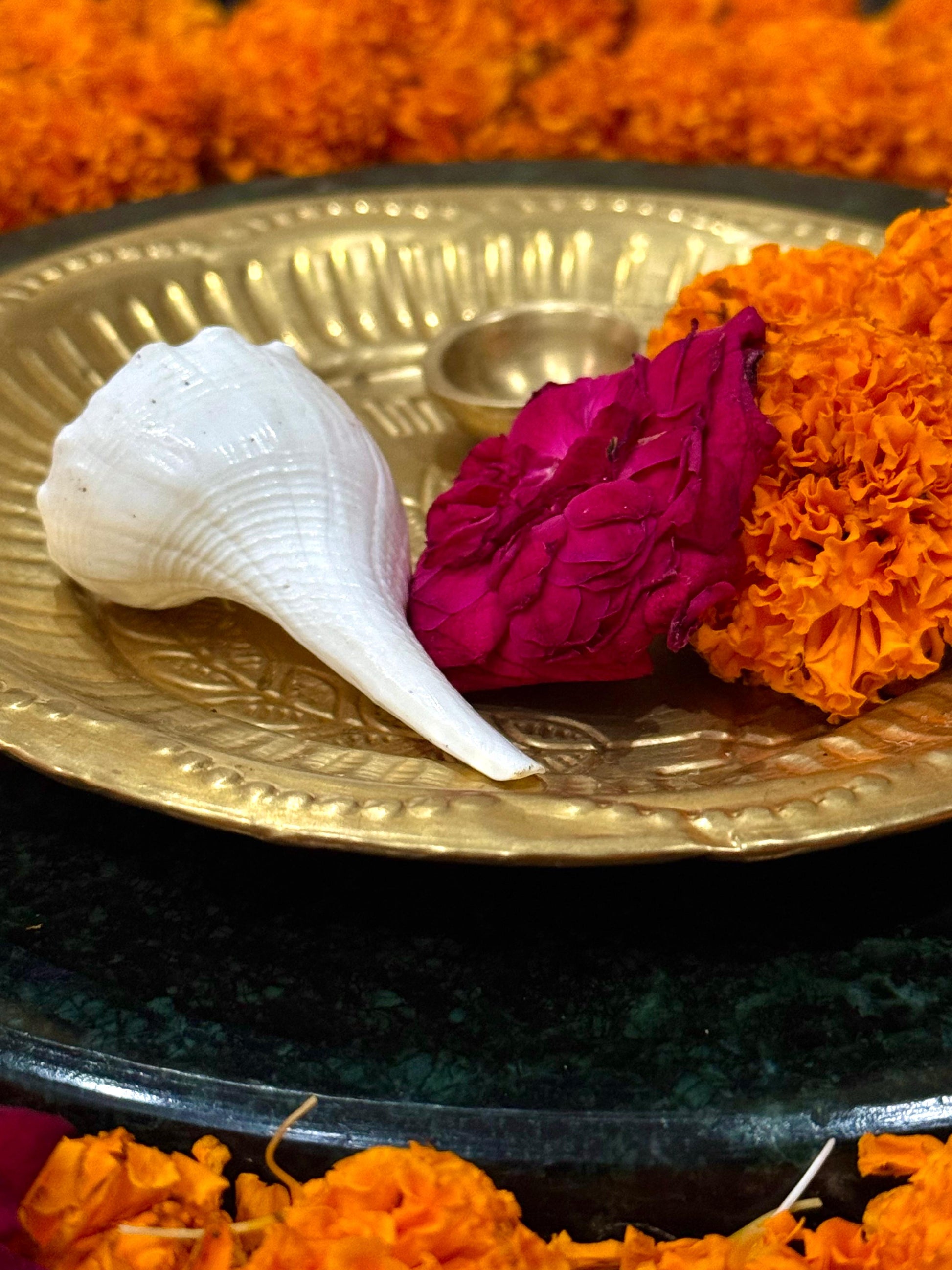 Dakshinawarti Shankh