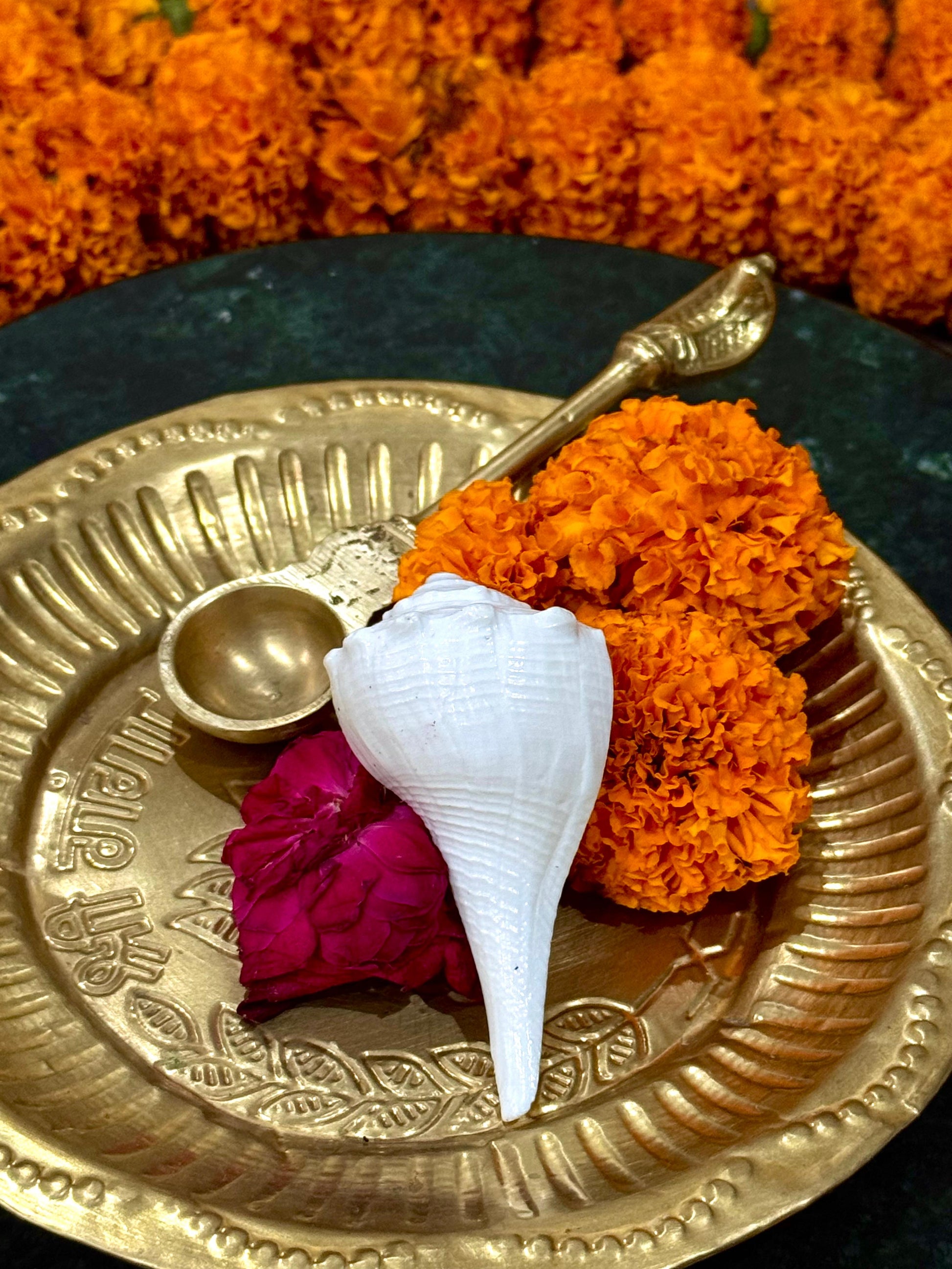 Dakshinawarti Shankh Small