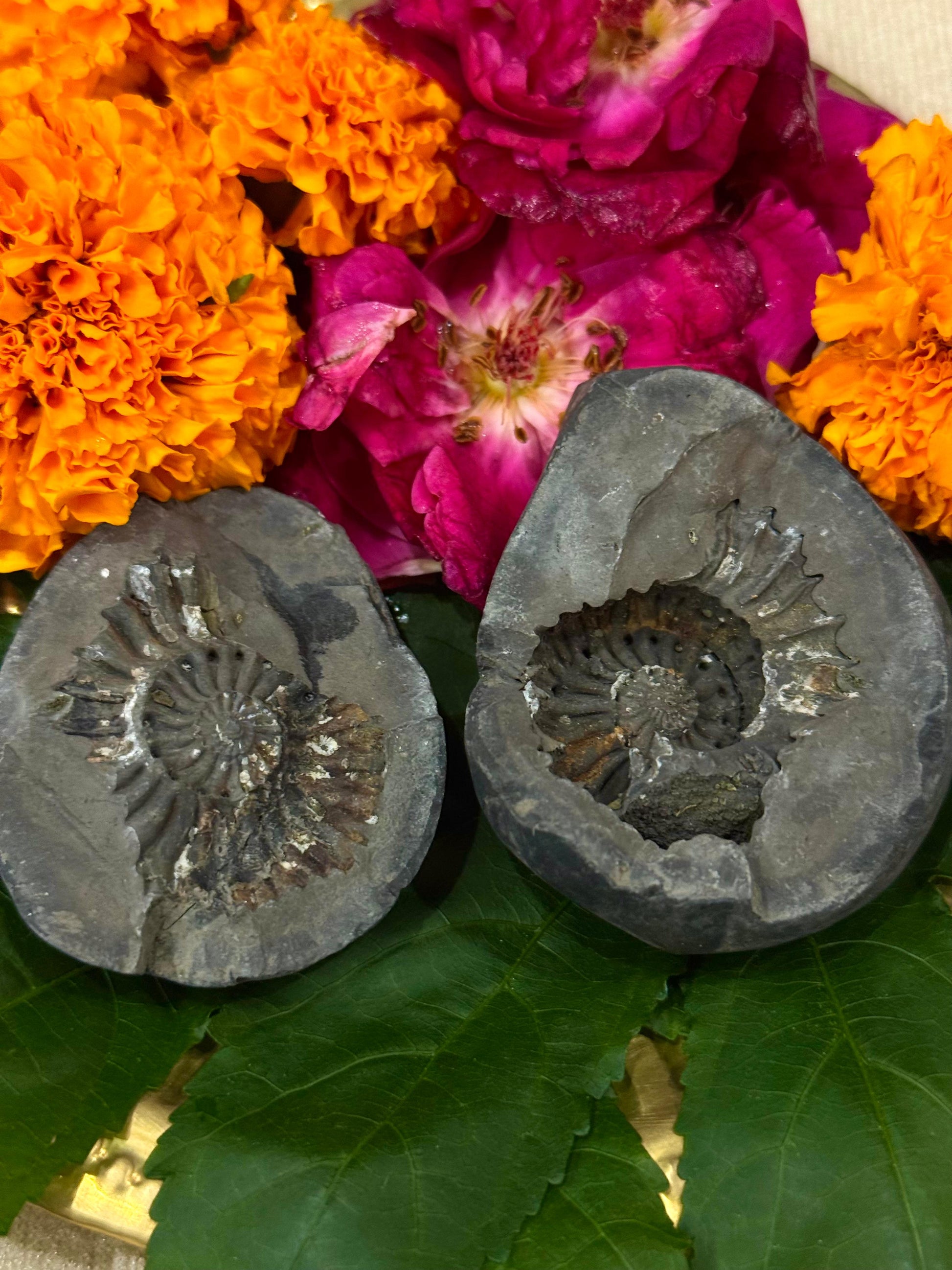 Sudershan Shaligram Religious Stone