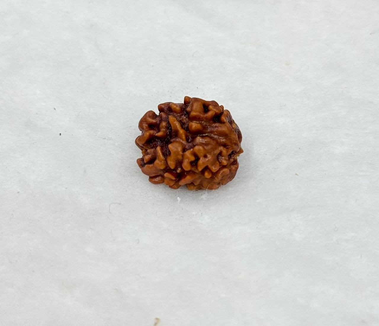 Two Mukhi Rudraksh
