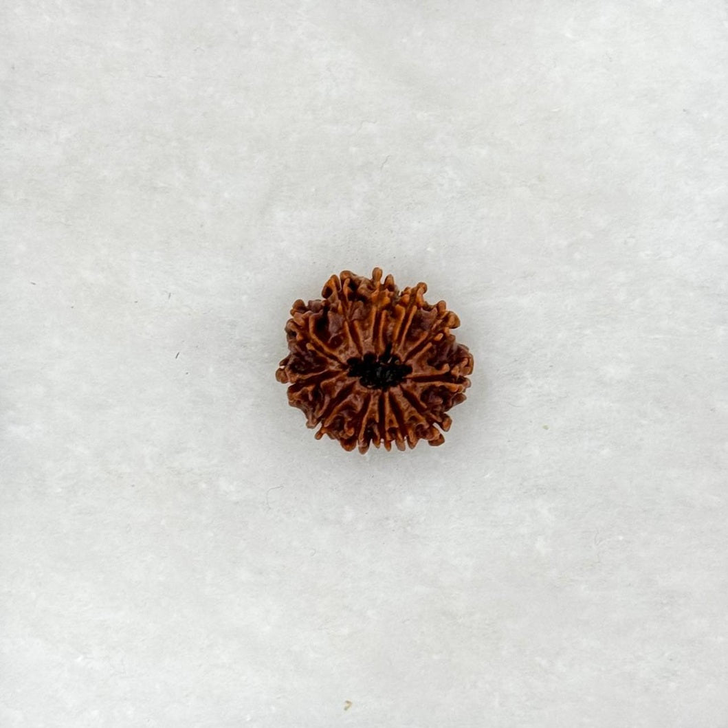 Twelve Faced Rudraksh