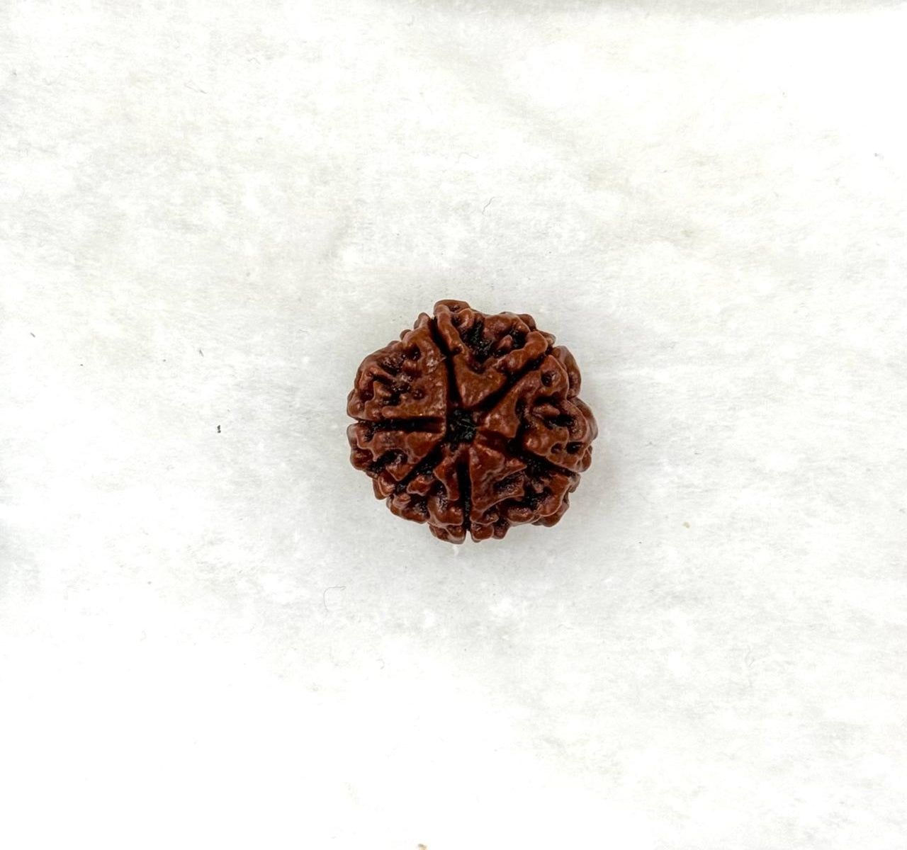 6 Mukhi Rudraksh