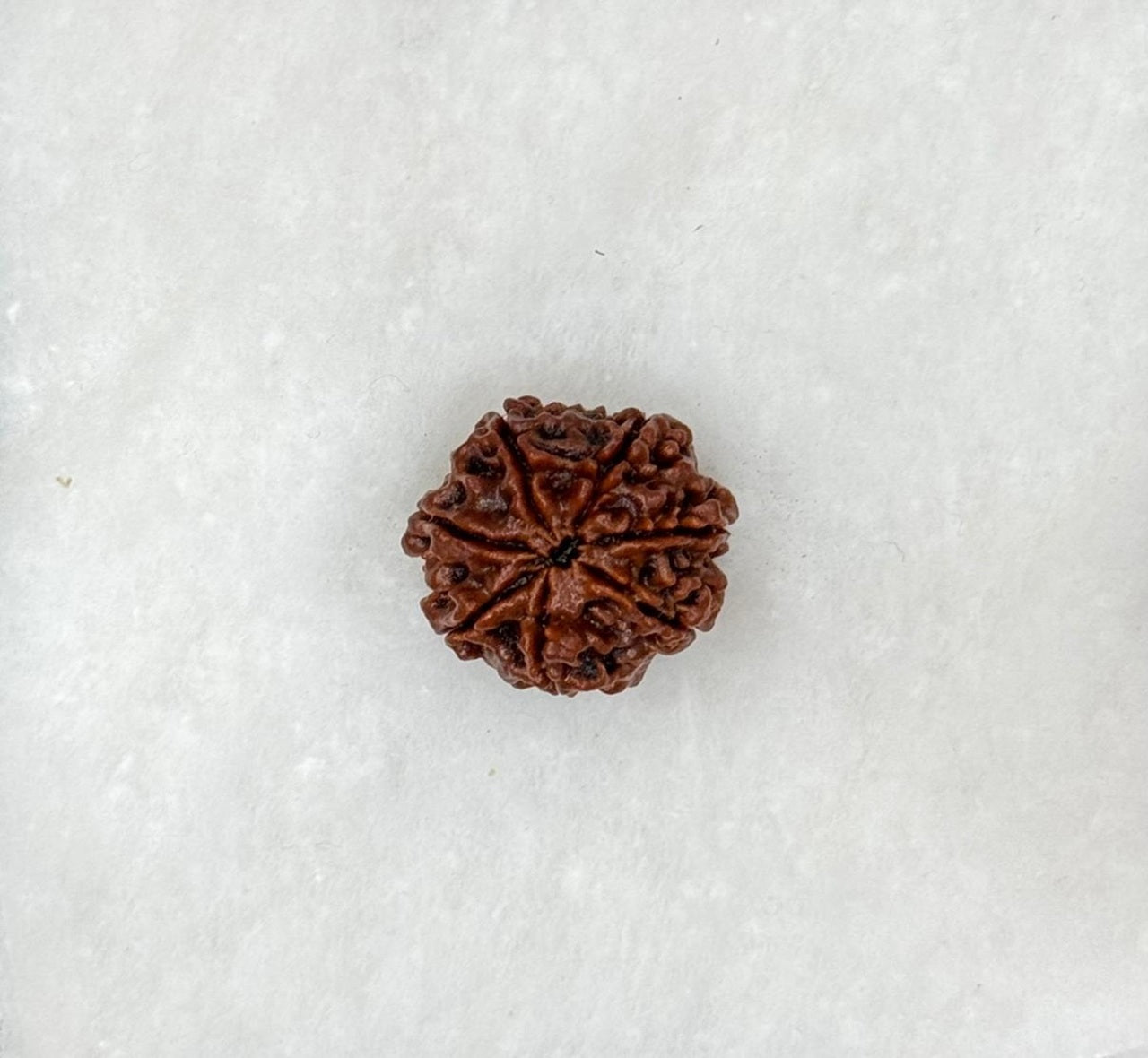 Seven Faced Rudraksh