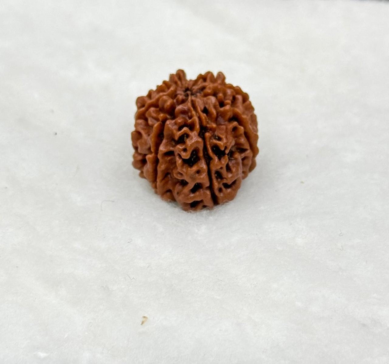 8 Mukhi Indian Rudraksh