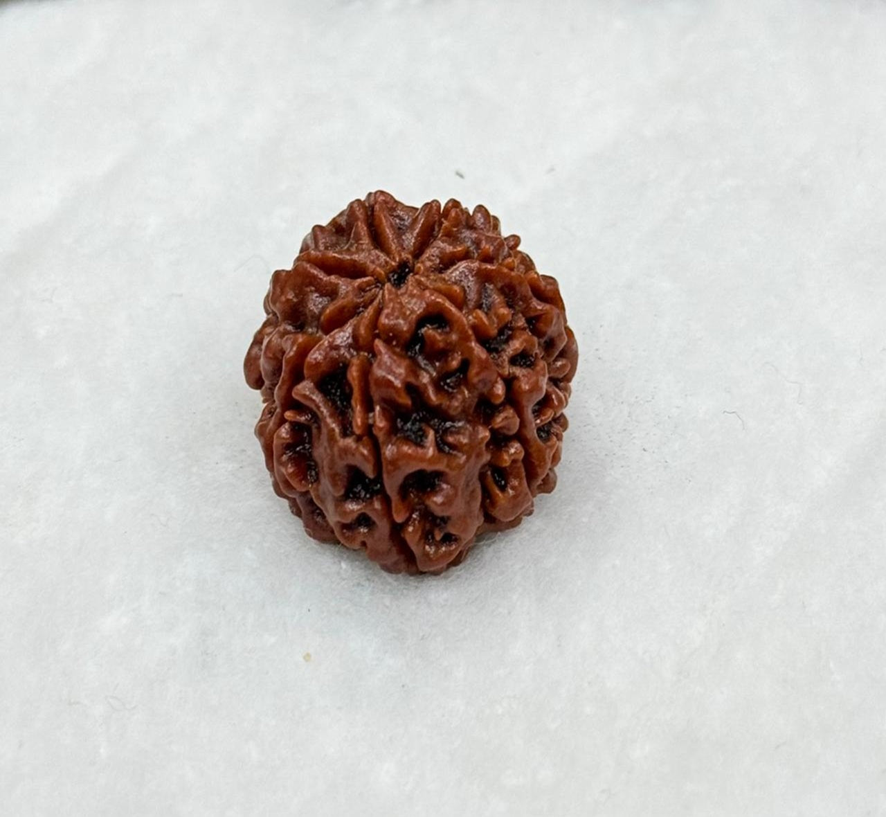 Seven Mukhi (Faced) Rudraksh 