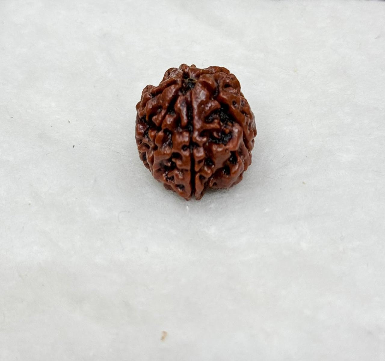 Six Mukhi Indian Rudraksh 