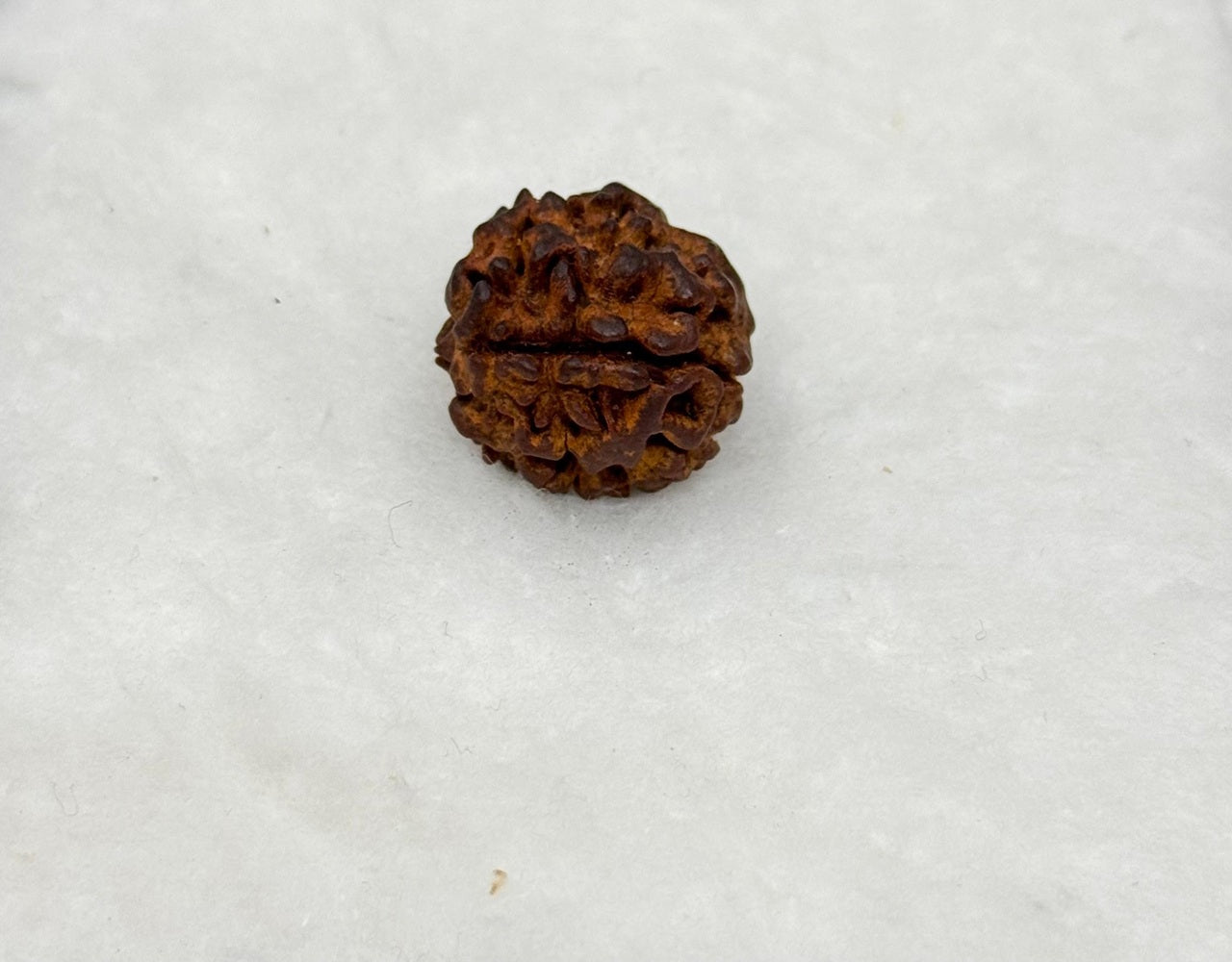 Three Mukhi Rudraksh