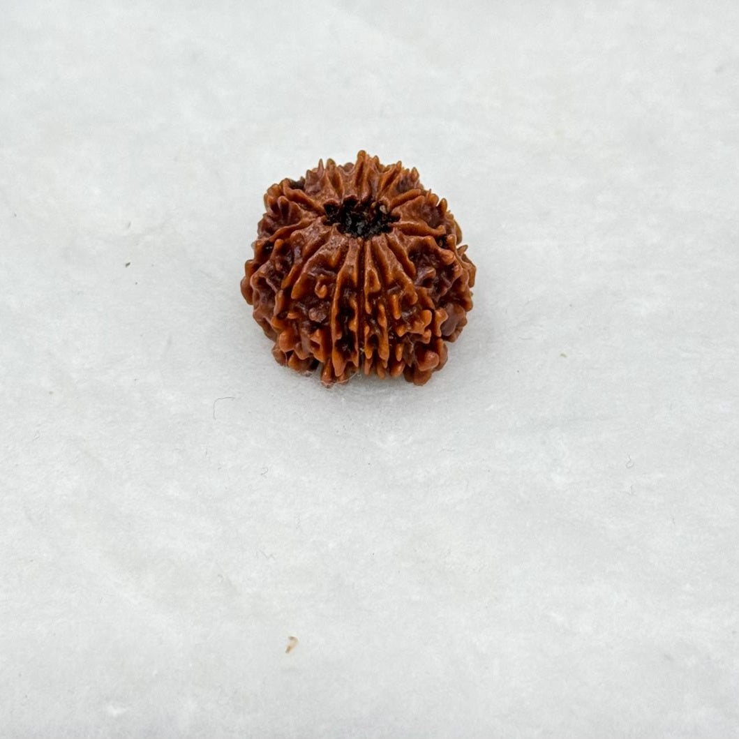 12 Faced Indian Rudraksh